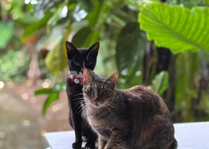 Kanda Séjour chez l'habitant *